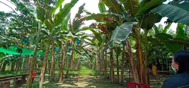 เกษตรยะลา ลงพื้นที่ติดตามการดำเนินการจัดทำแปลงกล้วยหินปลอดโรค