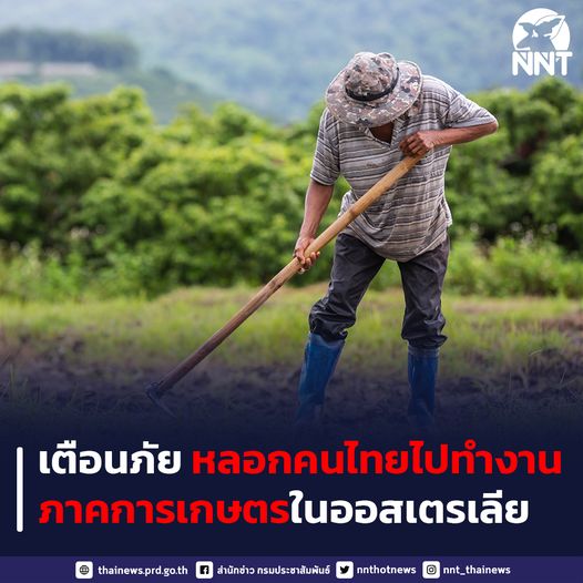 กรมการจัดหางาน เตือนภัย หลอกลวงคนไทยไปทำงานภาคการเกษตรในออสเตรเลีย