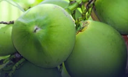 มะพร้าวน้ำหอมราชบุรี หนึ่งในสินค้าเกษตรของจังหวัดราชบุรี ขับเคลื่อนตามแนวเศรษฐกิจ BCG Model