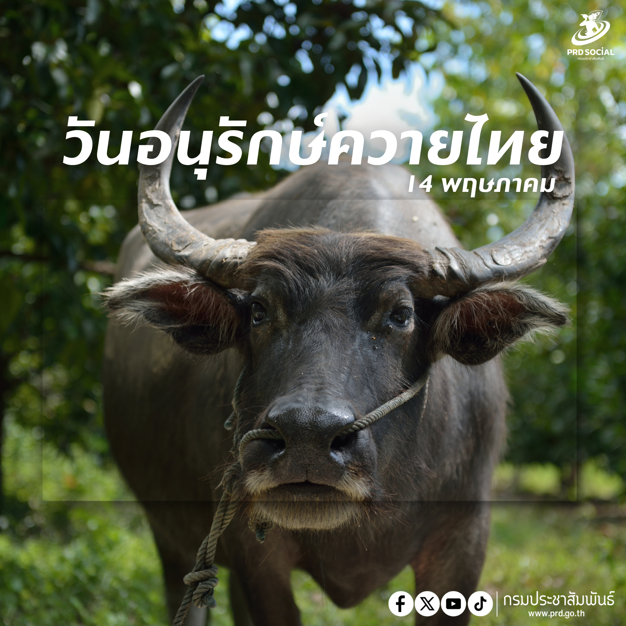 วันอนุรักษ์ควายไทย ตรงกับวันที่ 14 พฤษภาคม ของทุกปี