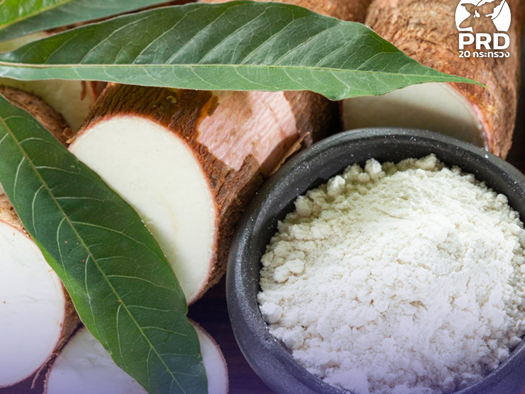 โอกาสดี! สหรัฐฯ ประกาศยกเว้นเก็บภาษีนำเข้าแป้งมันสำปะหลังดิบไทย 150 วัน พาณิชย์แนะผู้ประกอบการเร่งส่งออก