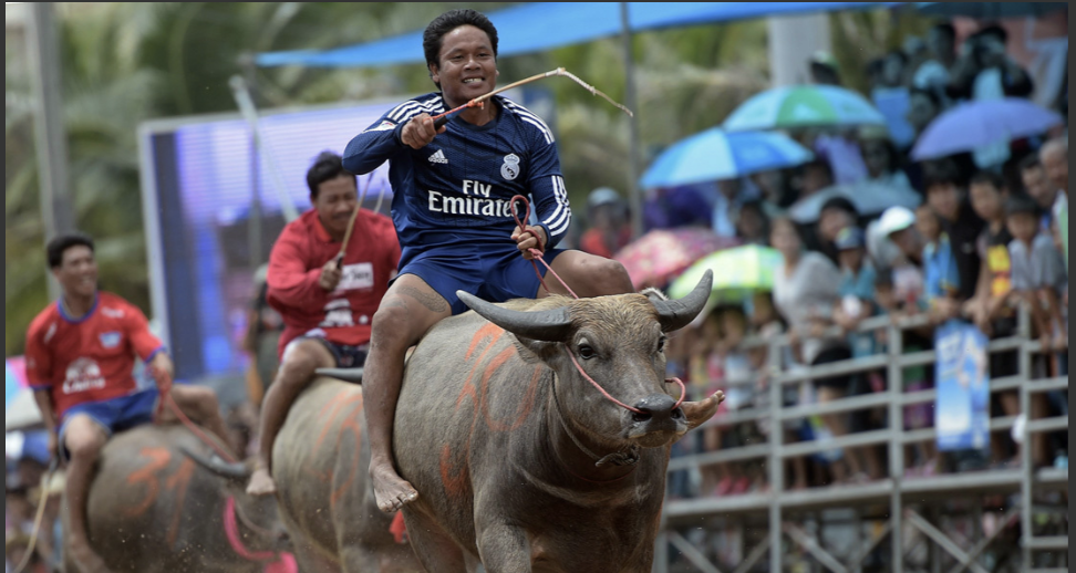 ประเพณีวิ่งควาย (Wing Kwai Festival) หนึ่งเดียวในไทย ศักดิ์ศรีลูกผู้ชายและจิตวิญญาณชาวเกษตรกร