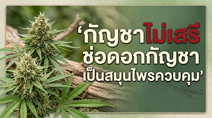 เปิดกฎเหล็กกัญชา พ.ศ. 2568: คุมเข้ม "ช่อดอก" เช็กข้อห้ามและบทลงโทษหากฝ่าฝืน