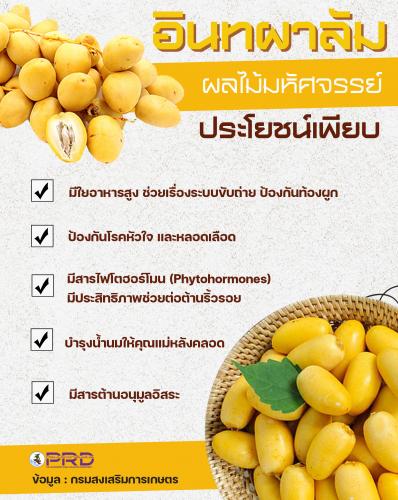 อินทผาลัมผลไม้มหัศจรรย์ ประโยชน์เพียบ