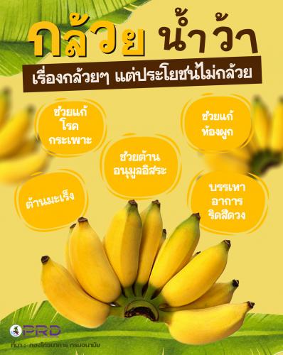 กล้วยน้ำว้า เรื่องกล้วยๆ แต่ประโยชน์ไม่กล้วย