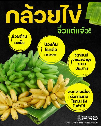 กล้วยไข่ จิ๋วแต่แจ๋ว! 