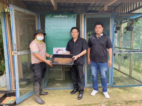 ปศุสัตว์จันทบุรี ส่งเสริมการใช้หนอนแมลงวันลายเลี้ยงไก่ไข่ ลดต้นทุนอาหารสัตว์ แก่ทัณฑสถานเปิดทุ่งเบญจา