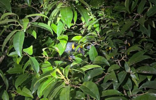 คลองสังเน่ห์