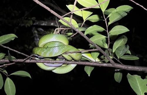 คลองสังเน่ห์