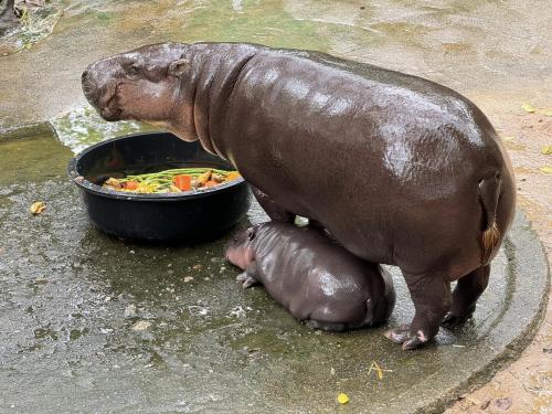 หมูเด้งและแม่โจน่า